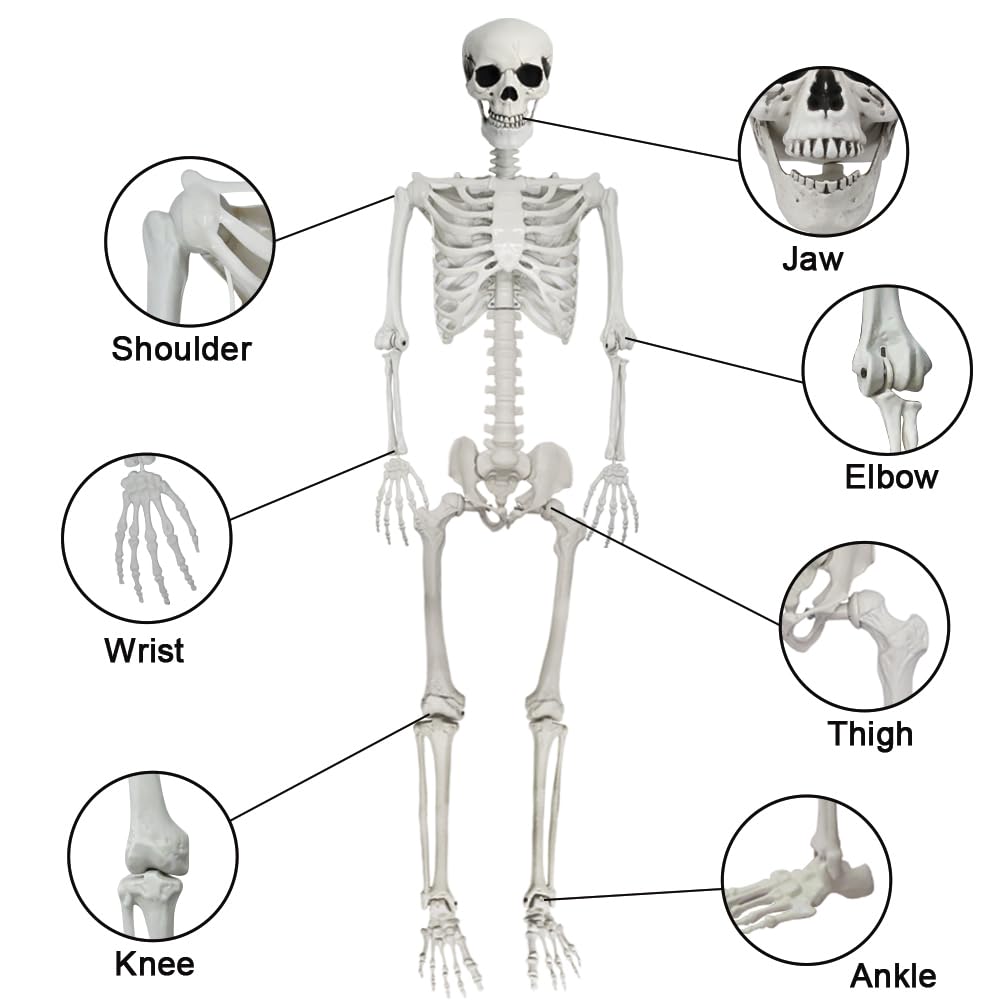 5.9FT Poseable Life Size Skeleton with Movable Joints S2936
