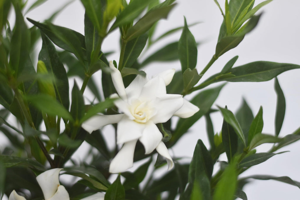 Frostproof Gardenia 1 Gallon T7477