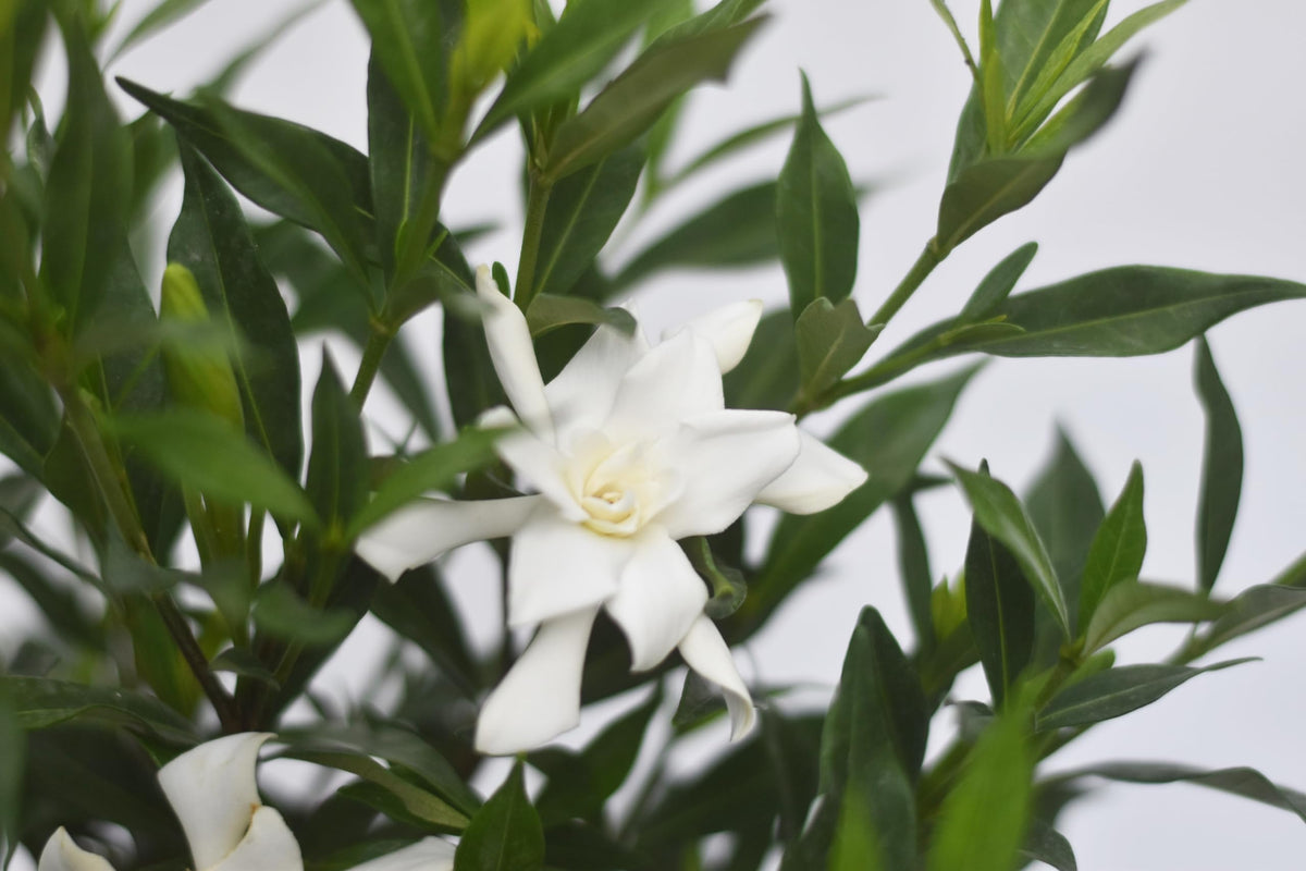 Frostproof Gardenia 1 Gallon T7477