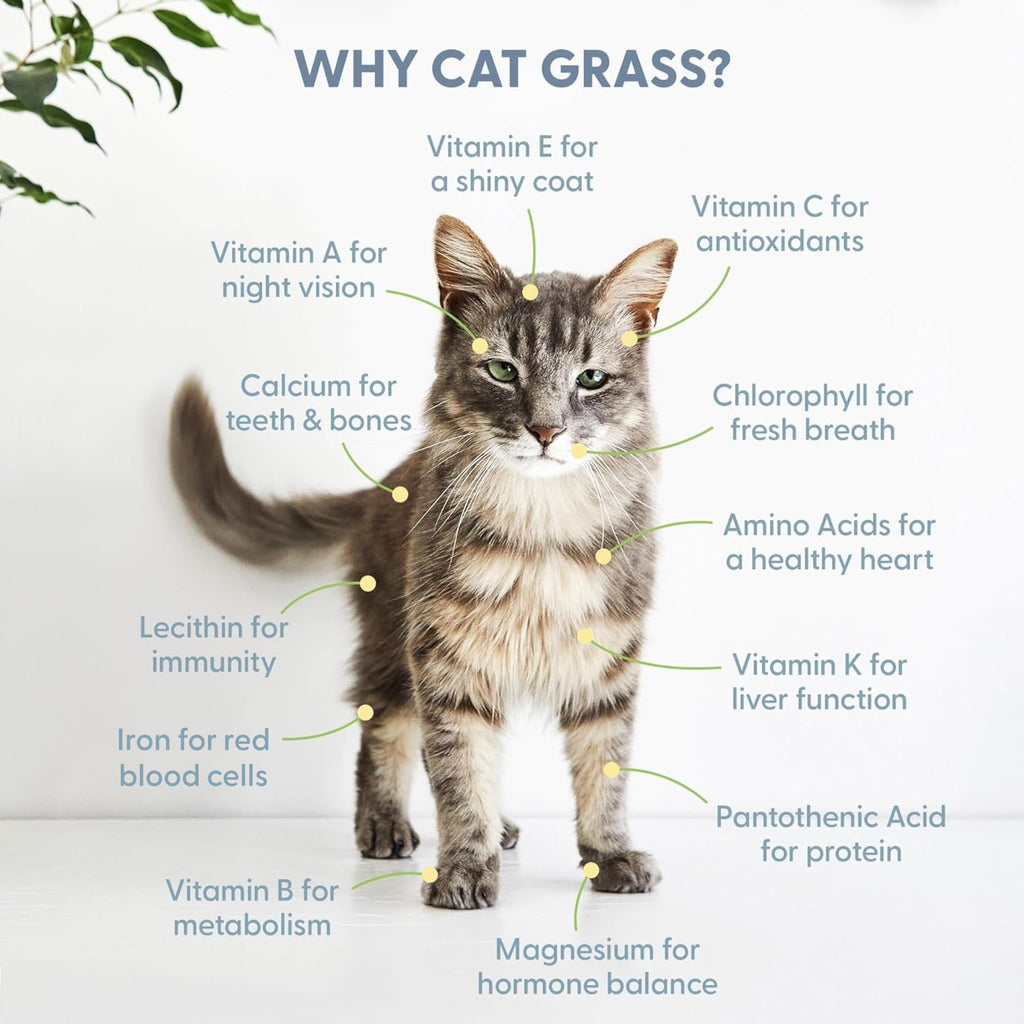 Organic Cat Grass Grow Bag Kit 3 Pack O916