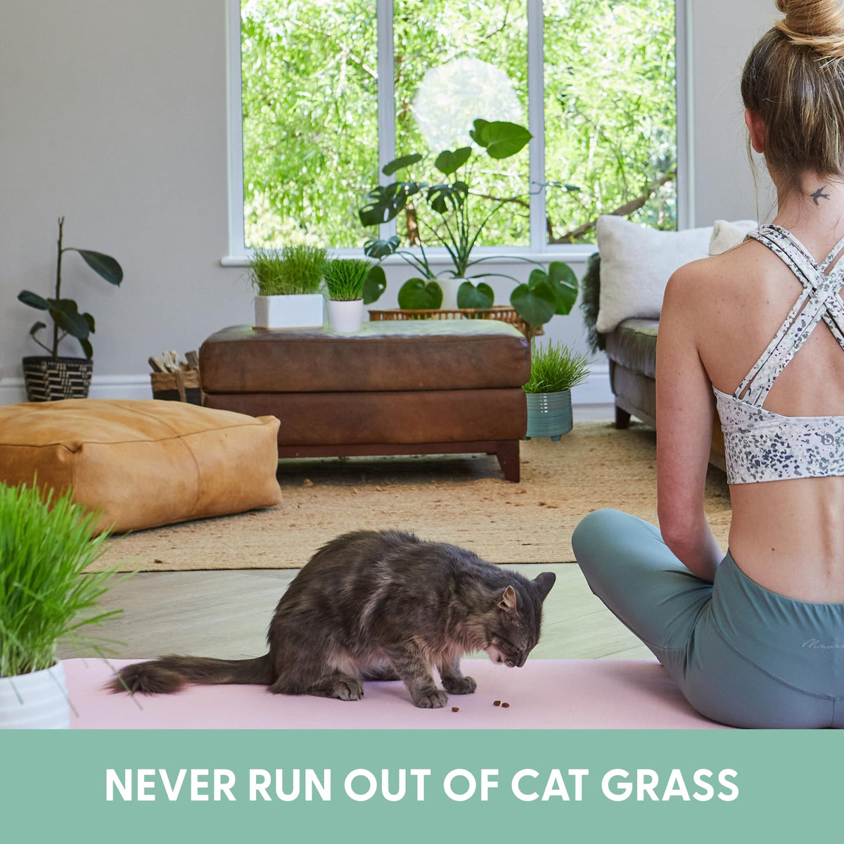 Organic Cat Grass Grow Bag Kit 3 Pack O916