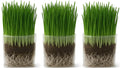 Organic Cat Grass Grow Bag Kit 3 Pack O916