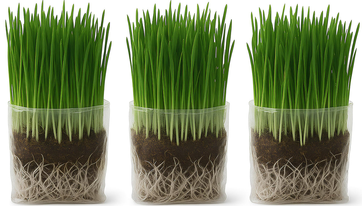 Organic Cat Grass Grow Bag Kit 3 Pack O916