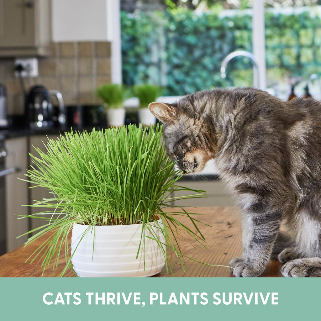 Organic Cat Grass Grow Bag Kit 3 Pack O916
