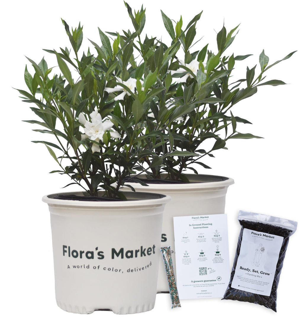 Frostproof Gardenia 1 Gallon T7477