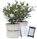 Frostproof Gardenia 1 Gallon T7477